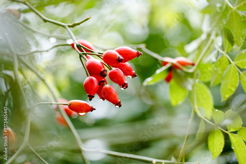 Canvastavla Red Rosa canina rosehips with water droplets in a summer garden