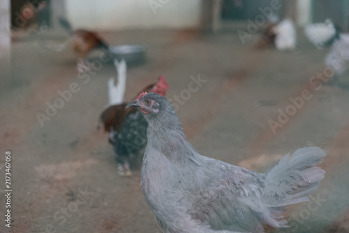 Cuadro en lienzo A group of chickens in a barn setting