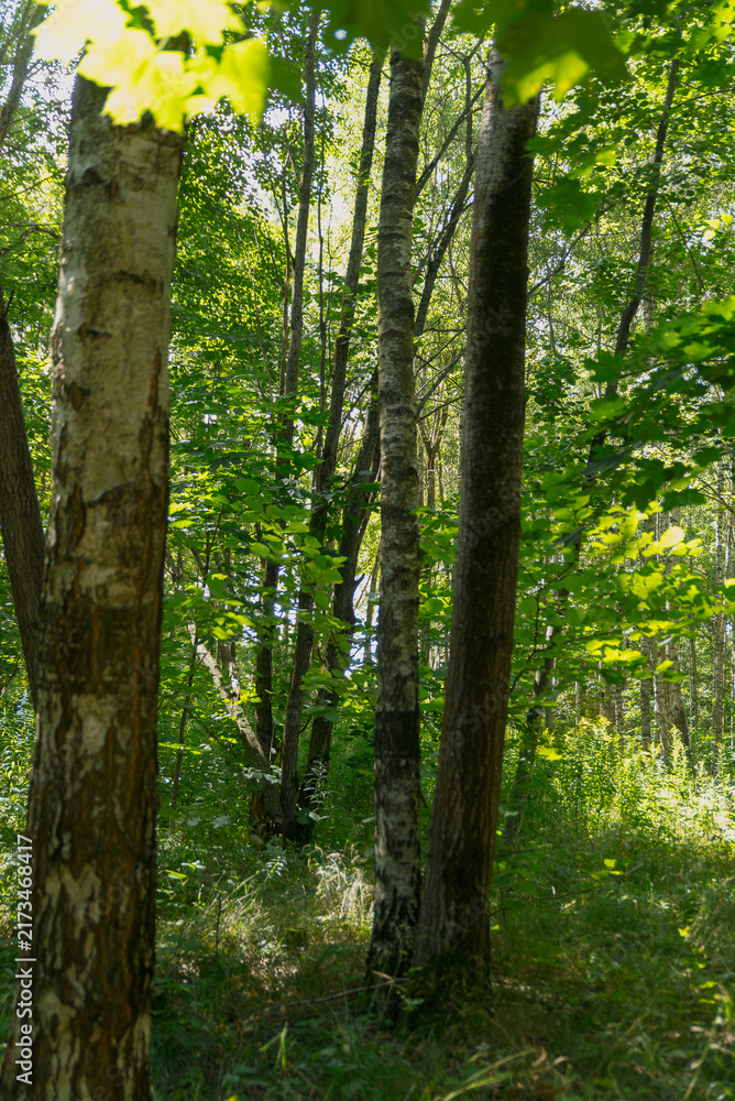 Fototapeta premium A dense forest scene with tall trees and lush green foliage. Sunlight filters through the leaves, creating a serene atmosphere.