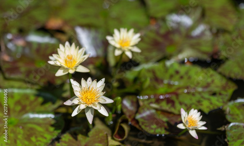 Elegant white flowering lily with leaves. Flower of Nymphaea waterlily. Flowering Nymphaea lily. Lily blossom. Blooming waterlily flower growing in water. Lilies flower in nature. Summer nature