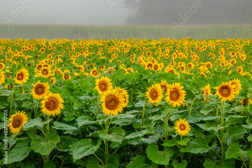  Beautiful field of sunflowers in Hocking County, Ohio in morning mist