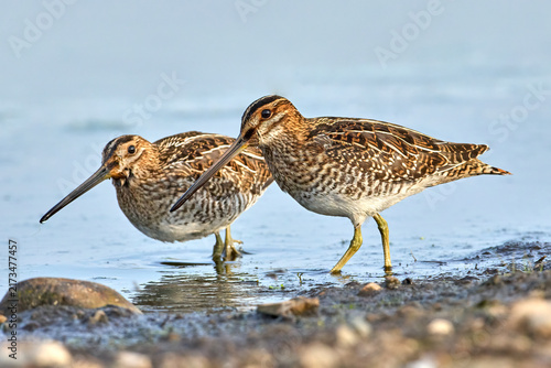 Cuadro en lienzo Two wilson's snipes walk along the shore.