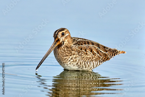 фотографія Wilson's snipe with water drop on beak.