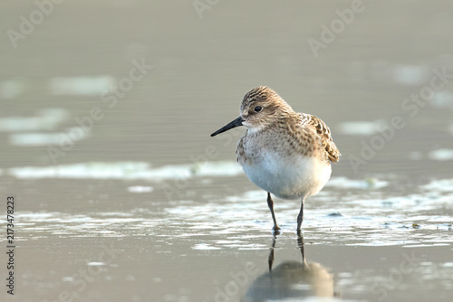 Least sandpiper stands in shallow water.