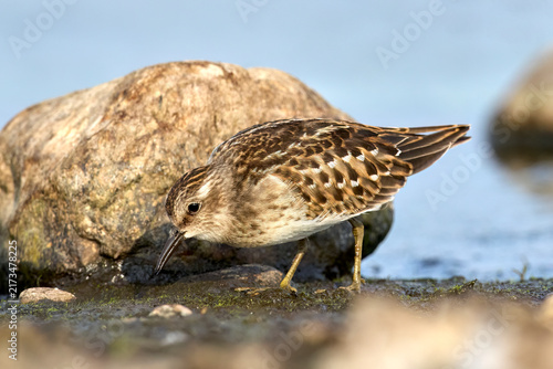 Small sandpiper walking by a rock.