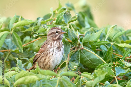 Song sparrow surrounded by a leafy plant.