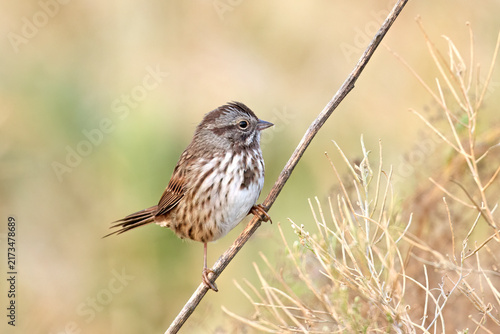 Cute song sparrow perched on a twig.