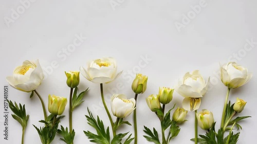 Timelapse of white anemone flowers slowly opening on isolated white background, blooming concept