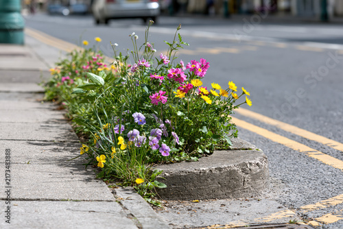 Guerrilla garden on city sidewalk strip colorful flowers plan
