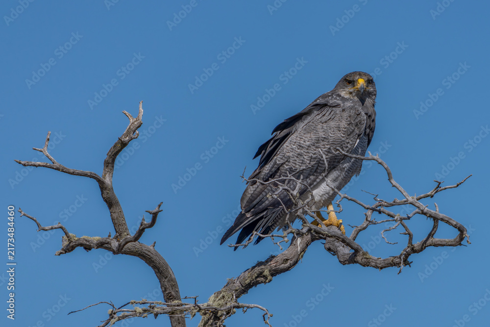 Fototapeta premium Black-chested Buzzard-Eagle (Geranoaetus melanoleucus) Perched on Leafless Branch in Natural Habitat. Blue sky background. Patagonia Chili. 