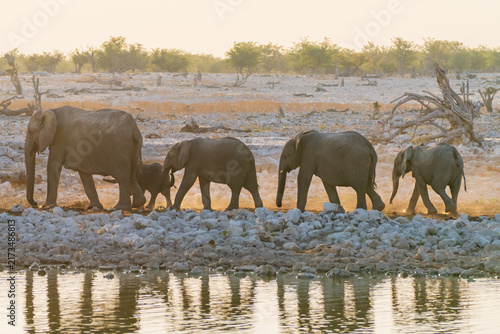 Canvas Print African Elephants Walking Across Dry Savanna