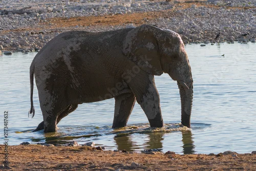 Fototapeta na wymiar African Elephant Family Standing at a Waterhole