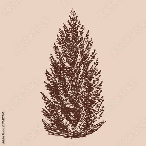 Fir tree ink sketches. Hand drawn vector illustration.