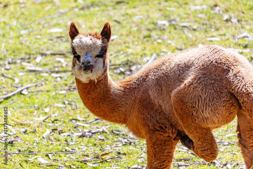 Naklejka premium Photograph of a furry Alpaca cleaning themselves while standing in a grassy agricultural field in a remote location in the Blue Mountains in New South Wales, Australia