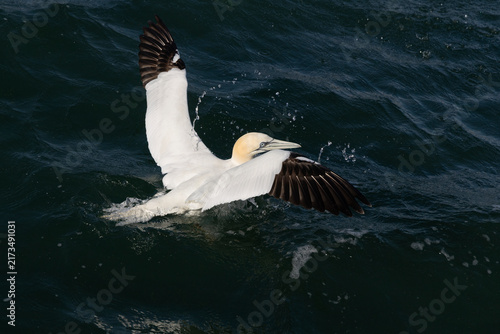 Quadro su tela Morus bassanus - Northern Gannet Splashing into Water with Spread Wings
