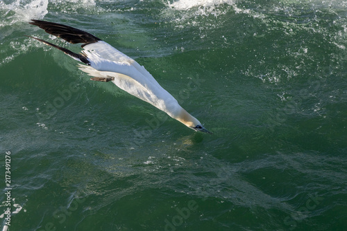 Cuadro en lienzo Morus bassanus - Northern Gannet Penetrating Water Surface in Plunge Dive