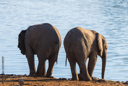 Canvastavla Two African Elephants Standing at a Waterhole