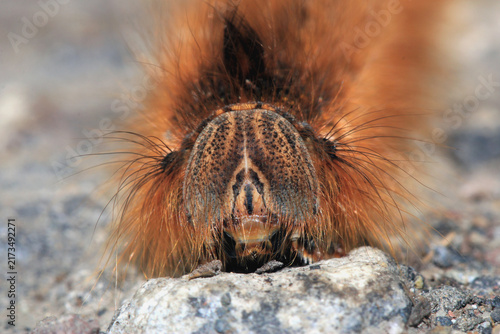 Fotografie Nahaufnahme des Kopfes einer Raupe der Grasglucke, Trinkerin, Euthrix potatoria