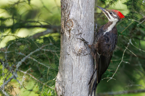 Fotografie A female Pileated Woodpecker works her way up a tree from the ground