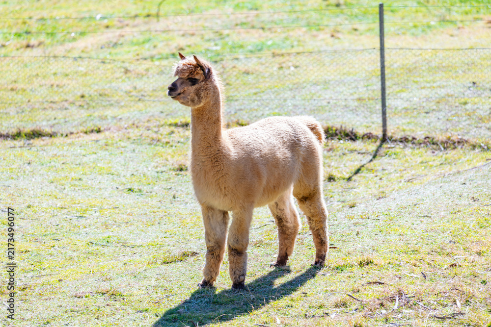 Fototapeta premium Photograph of a furry Alpaca standing and relaxing in a grassy agricultural field on a sunny day in a remote location in the Blue Mountains in New South Wales, Australia