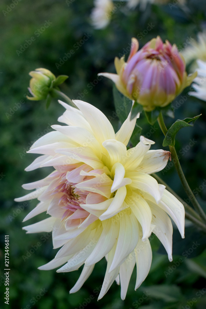 Fototapeta premium pink and white dahlia