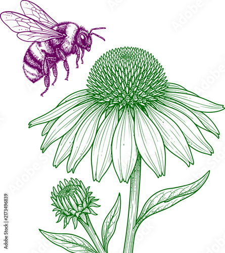 Bee and echinacea flower illustration funny animal emoji