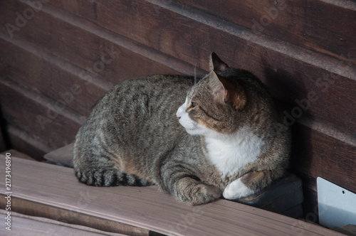 tabby cat lying on the table in front of a wooden wall