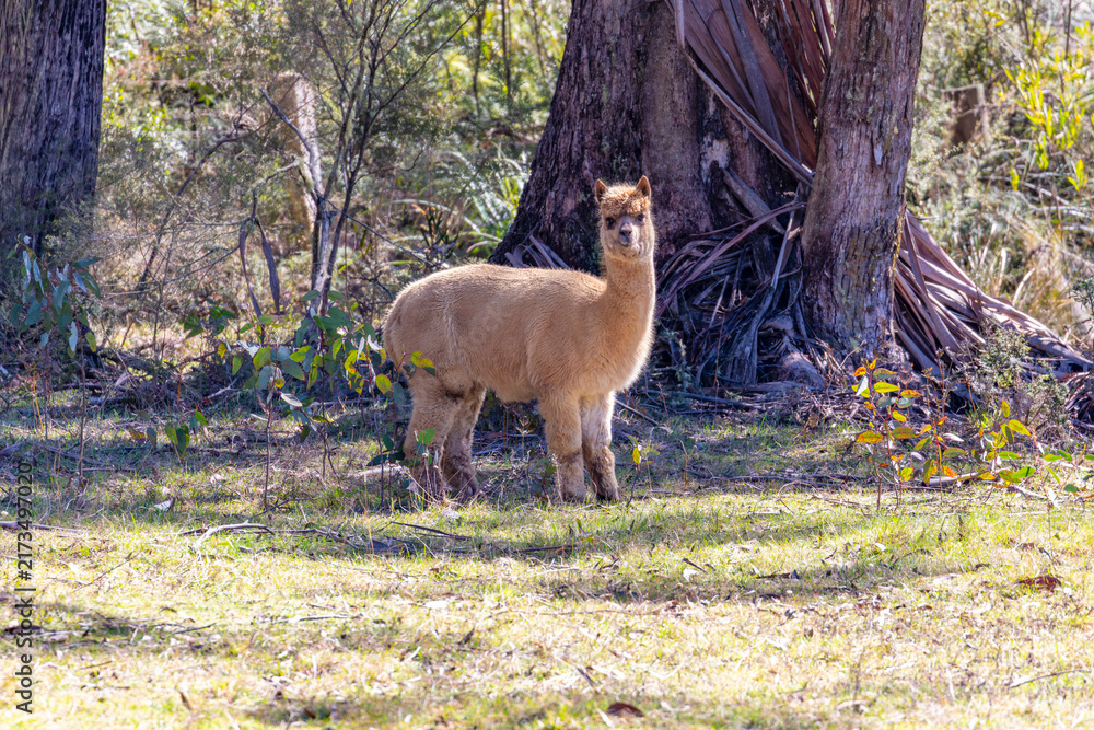 Fototapeta premium Photograph of a furry Alpaca standing and relaxing in a grassy agricultural field on a sunny day in a remote location in the Blue Mountains in New South Wales, Australia