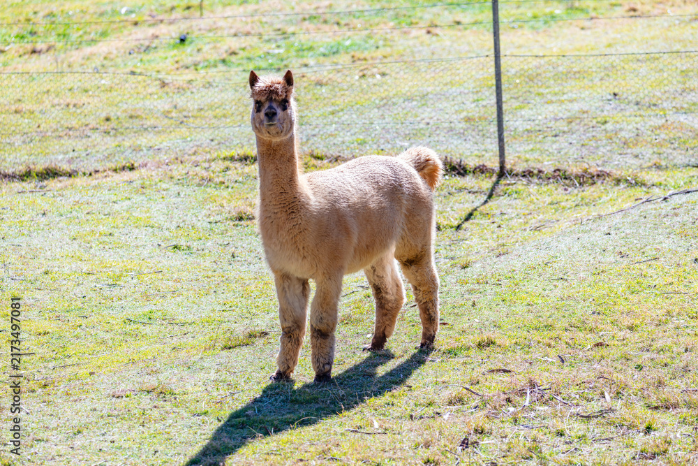 Fototapeta premium Photograph of a furry Alpaca standing and relaxing in a grassy agricultural field on a sunny day in a remote location in the Blue Mountains in New South Wales, Australia