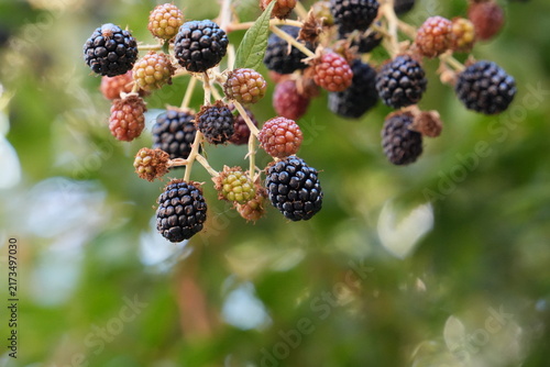 Cuadro en lienzo Ripe blackberries and unripe berries growing naturally on a bramble