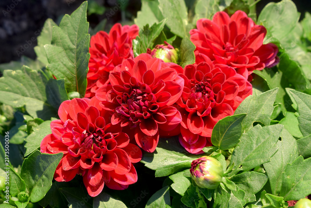 Fototapeta premium red flowers in the garden