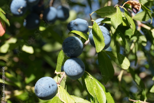 Foto Ripe sloe berries growing on a blackthorn branch in sunlight