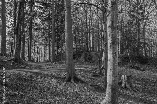 Photography Mixed Forest with Exposed Roots and Granite Outcrops on Fløyen Hill, Bergen, Nor