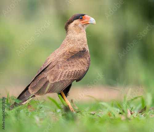 Canvas Print caracara on the ground