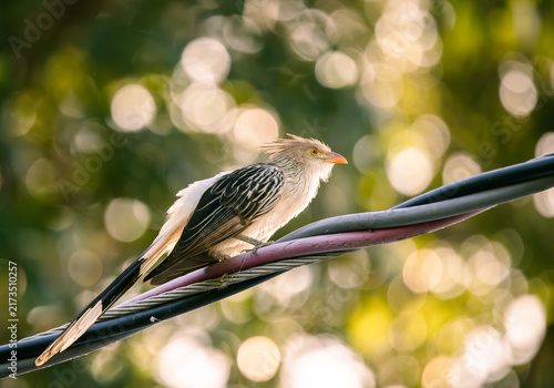 Obraz na plátně guira cuckoo