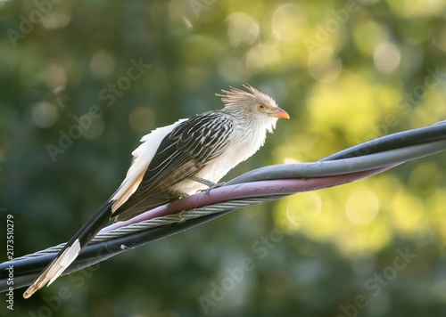 Quadro su tela guira cuckoo on a line
