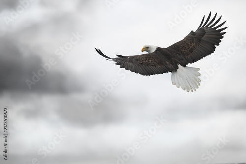 Canvastavla Bald eagle in flight Haliaeetus leucocephalus taken in Alaska, USA