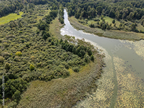 Aerial View of Winding River Through Wetland Forest and Algae