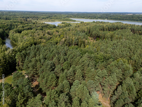 Aerial View of Dense Pine Forest with Lakes and Wetlands