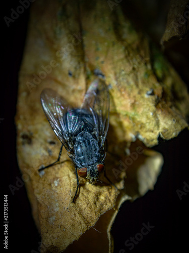 Close-up view of a blowfly with red eyes resting on a textured dry leaf against a dark background
