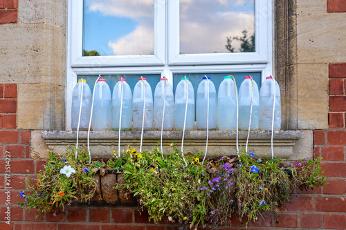 Quadro su tela A row of repurposed plastic containers suppling water to a lush window box fille