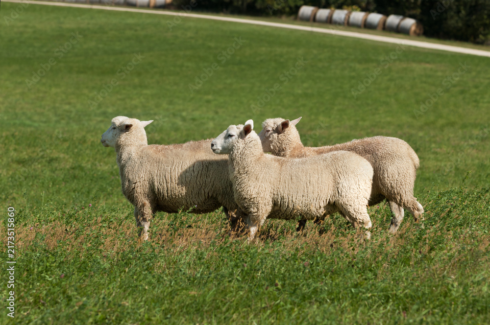 Obraz premium Three Sheep (Ovis aries) Stand Facing Left Listening