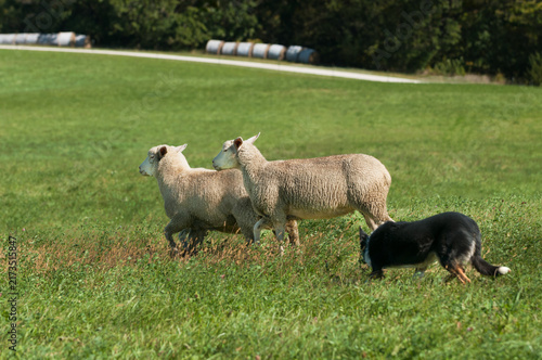 Photography Stock Dog Herds Trio of Sheep to Left Road and Haybales in Background