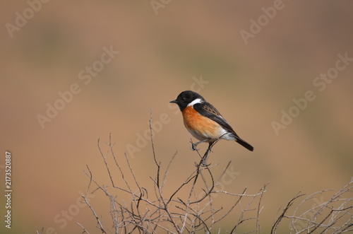 Fotografía Male African Stonechat perched on a dry branch at Thendele Camp, Royal Natal Nat