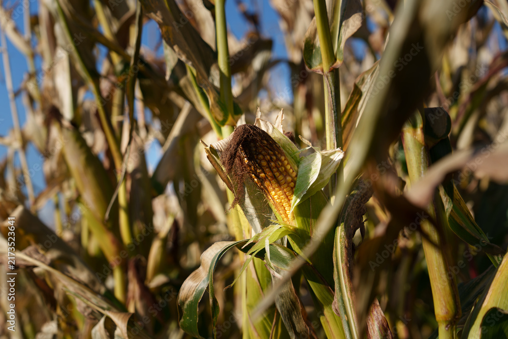 Obraz premium Dry stalks, leaves, and a ripe ear of corn in a field under a blue sky. Autumn harvest preparation on a sunny day in rural landscape.