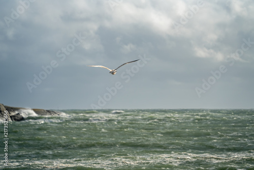 Canvastavla Headwind flight over storm sea brings a gull toward the camera above rough green water near Langesund, Norway, for seabird endurance, coastal weather and wildlife motion content
