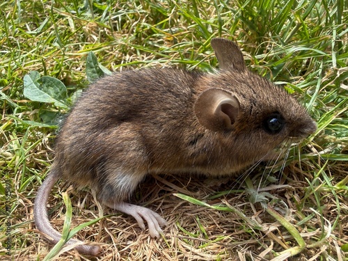 A close-up wild field mouse