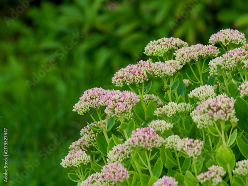 Quadro su tela Sedum stonecrop flower buds with pink tips growing in a lush green garden settin