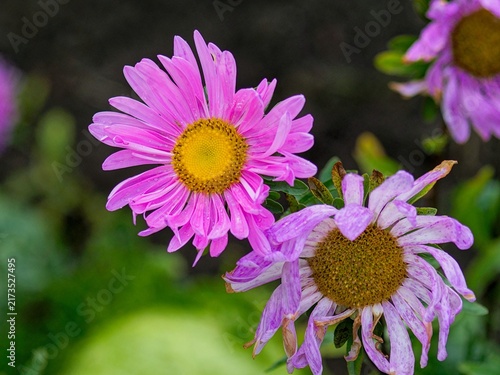 Cuadro en lienzo Pink aster flowers contrasting youth and old age with one bright bloom next to a