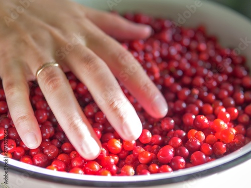 Canvastavla Harvested wild lingonberries being touched by human hand during food preparation